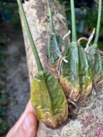 Rudolfiella Aurantiaca - COLEÇÃO - Imagem 4