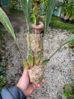 Rudolfiella Aurantiaca - COLEÇÃO - Imagem 7