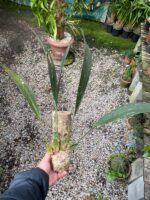 Rudolfiella Aurantiaca - COLEÇÃO - Imagem 8