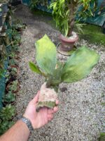 Bifrenaria Harrisoniae ''ALBA'' - PERFUMADA - COLEÇÃO - Imagem 2