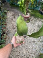 Bifrenaria Harrisoniae ''ALBA'' - PERFUMADA - COLEÇÃO - Imagem 7