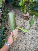 Bifrenaria Harrisoniae ''ALBA'' - PERFUMADA - COLEÇÃO - Imagem 6