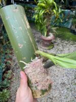 Bifrenaria Harrisoniae ''ALBA'' - PERFUMADA - COLEÇÃO - Imagem 3