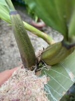 Bifrenaria Harrisoniae ''ALBA'' - PERFUMADA - COLEÇÃO - Imagem 8