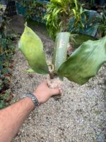 Bifrenaria Harrisoniae ''ALBA'' - PERFUMADA - COLEÇÃO - Imagem 9