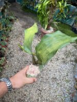 Bifrenaria Harrisoniae ''ALBA'' - PERFUMADA - COLEÇÃO - Imagem 5