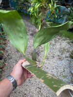 Bifrenaria Harrisoniae ''ALBA'' - PERFUMADA - COLEÇÃO - Imagem 4