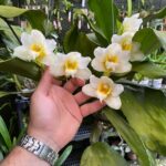 Bifrenaria Harrisoniae ''ALBA'' - PERFUMADA - COLEÇÃO