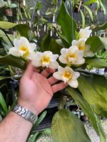 Bifrenaria Harrisoniae ''ALBA'' - PERFUMADA - COLEÇÃO