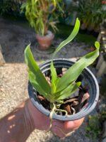 Sobennikoffia Robusta - COLEÇÃO - Imagem 2