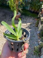 Sobennikoffia Robusta - COLEÇÃO - Imagem 3