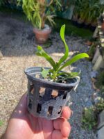 Sobennikoffia Robusta - COLEÇÃO - Imagem 4