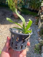 Sobennikoffia Robusta - COLEÇÃO - Imagem 5