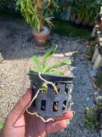 Sobennikoffia Robusta - COLEÇÃO - Imagem 7