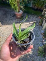 Sobennikoffia Robusta - COLEÇÃO - Imagem 8