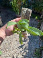 Polystachya Pubescens - COLEÇÃO - Imagem 6