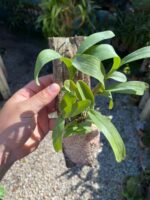 Polystachya Pubescens - COLEÇÃO - Imagem 7