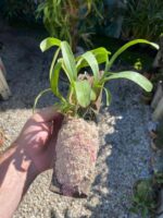 Polystachya Pubescens - COLEÇÃO - Imagem 5