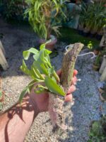 Polystachya Pubescens - COLEÇÃO - Imagem 4