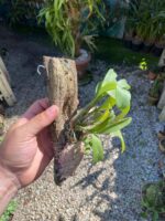 Polystachya Pubescens - COLEÇÃO - Imagem 3