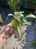 Polystachya Pubescens - COLEÇÃO - Imagem 2