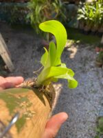 Liparis Grossa - COLEÇÃO - Imagem 6