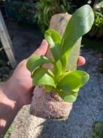 Liparis Grossa - COLEÇÃO - Imagem 7