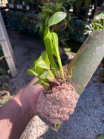 Liparis Grossa - COLEÇÃO - Imagem 5