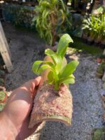 Liparis Grossa - COLEÇÃO - Imagem 4