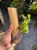 Liparis Grossa - COLEÇÃO - Imagem 3