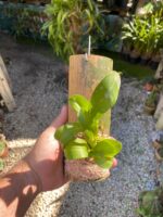 Liparis Grossa - COLEÇÃO - Imagem 2