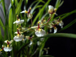 Ornithophora Radicans - Orquídea Pato