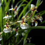 Ornithophora Radicans - Orquídea Pato