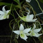 Sobennikoffia Robusta - COLEÇÃO