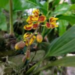 Rudolfiella Aurantiaca - COLEÇÃO