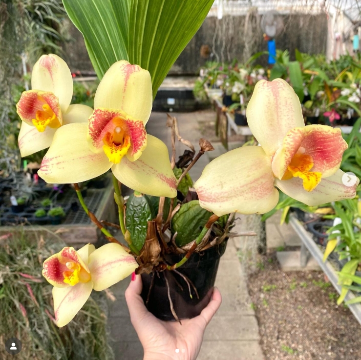 Lycaste Arashiyama ''Tadashi'' - RARÍSSIMA - Imagem 1