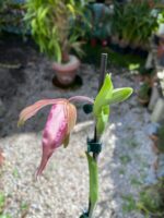 Phragmipedium Schroederae - COLEÇÃO - Imagem 10
