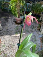 Phragmipedium Schroederae - COLEÇÃO - Imagem 2