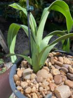 Phragmipedium Schroederae - COLEÇÃO - Imagem 9