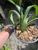 Phragmipedium Schroederae - COLEÇÃO - Imagem 8