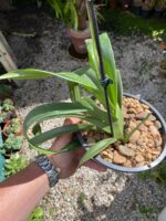 Phragmipedium Schroederae - COLEÇÃO - Imagem 7