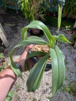 Phragmipedium Schroederae - COLEÇÃO - Imagem 6