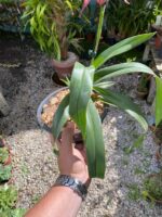 Phragmipedium Schroederae - COLEÇÃO - Imagem 5