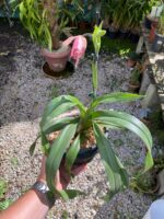 Phragmipedium Schroederae - COLEÇÃO - Imagem 3