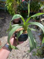 Phragmipedium Schroederae - COLEÇÃO - Imagem 4