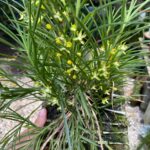 Touceira Dichaea Australis - COLEÇÃO