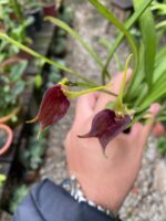 Masdevallia Deceptrix - COLEÇÃO - Imagem 7