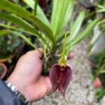 Masdevallia Deceptrix - COLEÇÃO