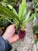 Masdevallia Deceptrix - COLEÇÃO
