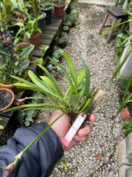 Masdevallia Deceptrix - COLEÇÃO - Imagem 5